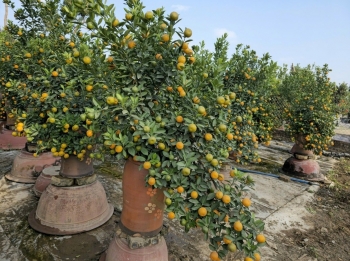 Chăm quất cảnh sau Tết đúng cách, mang sắc xuân trở lại mỗi năm