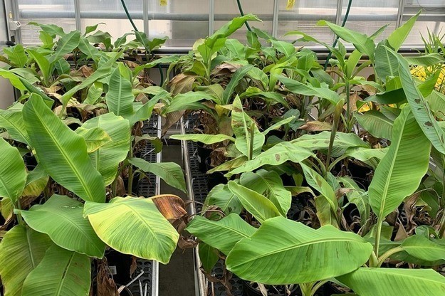 Australia lập bản đồ gen kháng bệnh héo rũ trên chuối hoang dã