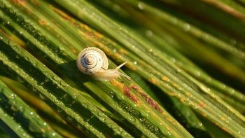 Công nghệ hình ảnh đa phổ giúp kiểm soát ốc sên chính xác