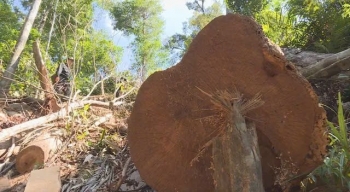 Giám đốc Công ty TNHH MTV Lâm nghiệp Ea Kar bị bắt để điều tra về hành vi Nhận hối lộ