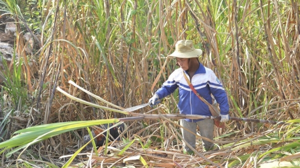 Chiềng Sại vào vụ mía: Xây dựng vùng nguyên liệu ổn định, nâng cao thu nhập