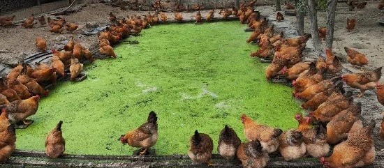 Nuôi gà bằng bèo tấm với đệm lót sinh học: Tối ưu chi phí, thịt gà thơm ngon, môi trường sạch sẽ