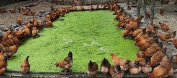 Nuôi gà bằng bèo tấm với đệm lót sinh học: Tối ưu chi phí, thịt gà thơm ngon, môi trường sạch sẽ