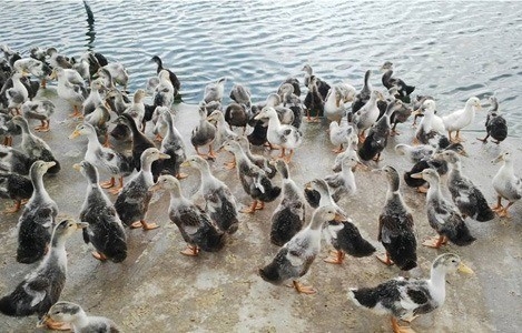 Nuôi vịt thịt bằng bèo tấm: Chi phí thấp, thịt thơm ngon không mùi hôi