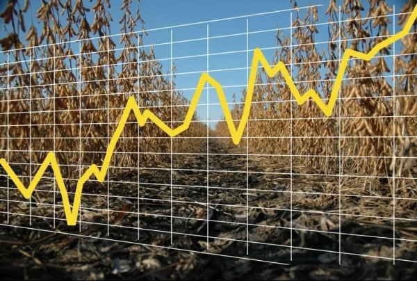 Đậu tương phục hồi nhờ tín hiệu từ Trung Quốc, thị trường ngũ cốc đối mặt biến động mới