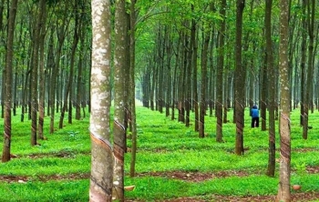 Doanh nghiệp chế biến cao su tại Đồng Nai: Nỗ lực xanh hóa sản xuất và những rào cản pháp lý cần tháo gỡ