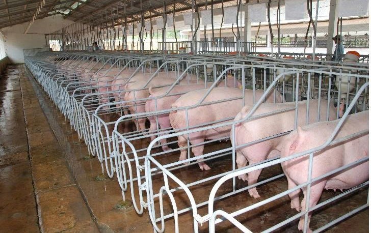 Quản lý mật độ chăn nuôi ở Lâm Đồng: Bảo đảm phát triển bền vững, bảo vệ môi trường