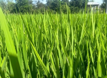 Vĩnh Long: Hơn 10.900ha lúa bị sâu bệnh gây hại