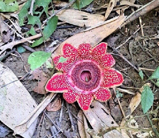 Phát hiện loài Địa nhãn Himalaya ở Vườn quốc gia Phong Nha – Kẻ Bàng