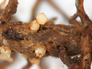 Bản đồ bộ gen toàn diện tuyến trùng nang đậu tương có thể kiểm soát dịch bệnh gây thiệt hại 1,5 tỷ USD