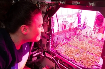 Trồng đậu gà thành công trên đất Mặt trăng mô phỏng