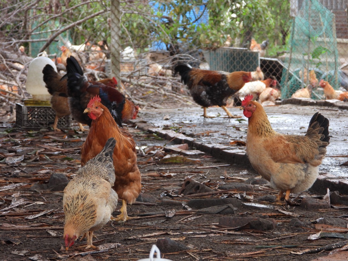 Xây dựng mô hình chăn nuôi gà Tiên Yên đạt tiêu chuẩn hữu cơ