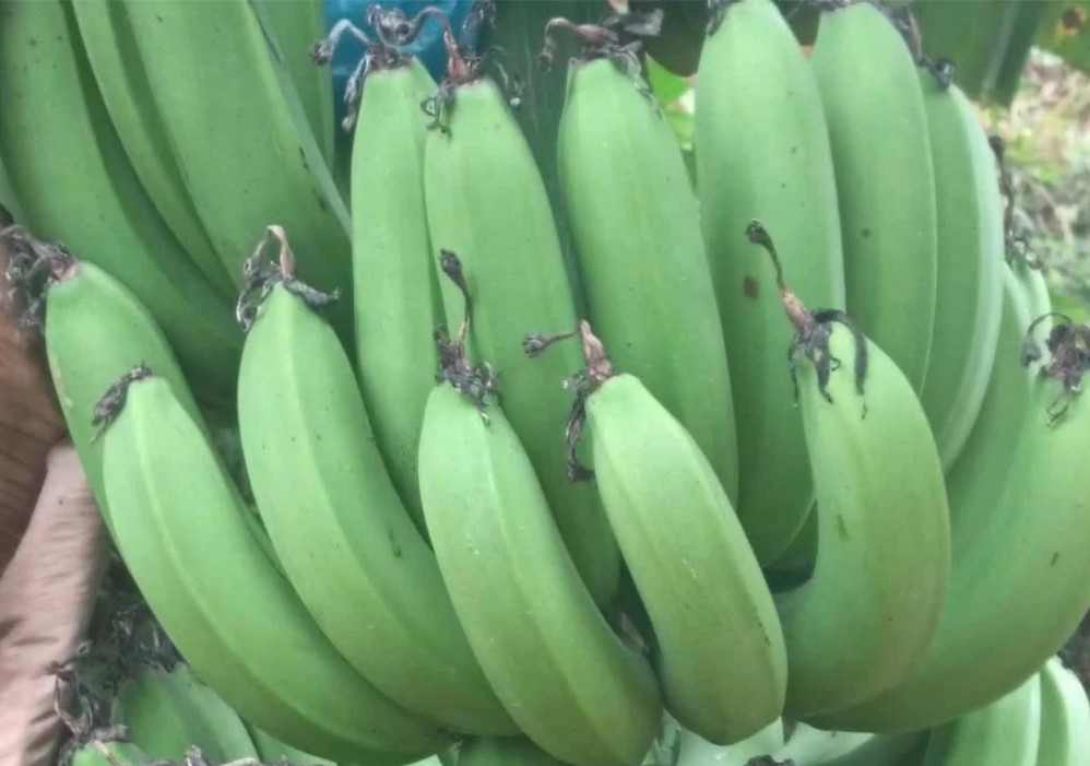 Cây chuối mở hướng phát triển kinh tế ở Lai Đồng, tỉnh Phú Thọ