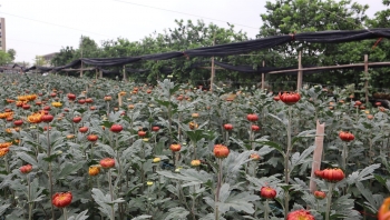 Ứng dụng công nghệ, mở rộng thị trường tiêu thụ hoa ở Tây Tựu