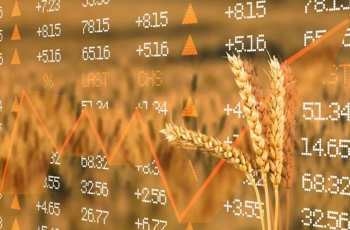 Thị trường nông sản Hoa Kỳ: Dòng tiền đầu cơ quay lại, giá ngũ cốc tăng theo năng lượng, chăn nuôi suy yếu
