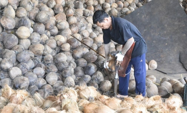 Từ vỏ dừa khô đến giá trị kinh tế