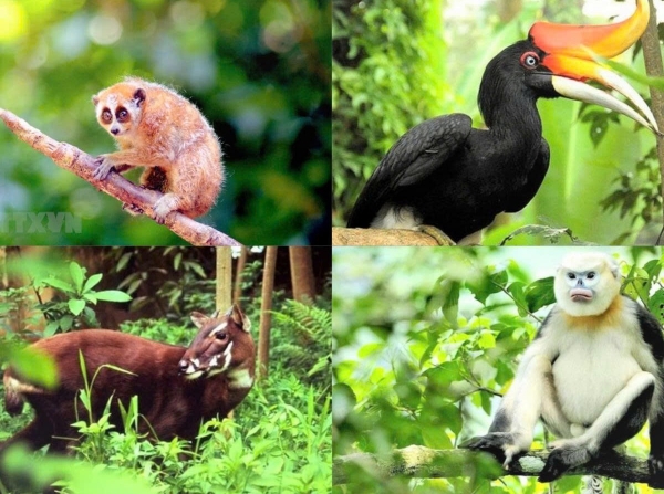 Tiêu hủy 4 cá thể động vật rừng nguy cấp theo quy định pháp luật