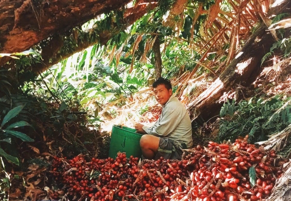 Thảo quả - hướng sinh kế cho người dân vùng cao