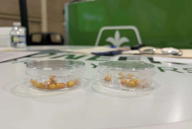 Công nghệ chỉnh sửa gen mở ra bước nhảy năng suất ngô trong kỷ nguyên nông nghiệp số