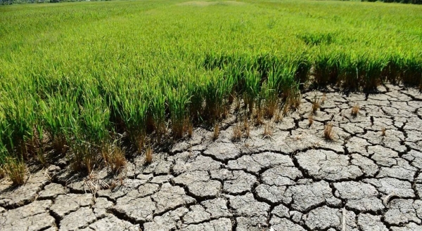 Đồng bằng sông Cửu Long chủ động thích ứng trước nguy cơ hạn mặn gia tăng