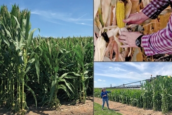 Ngô thấp cây kiến tạo phương thức mới quản lý đạm trong sản xuất nông nghiệp