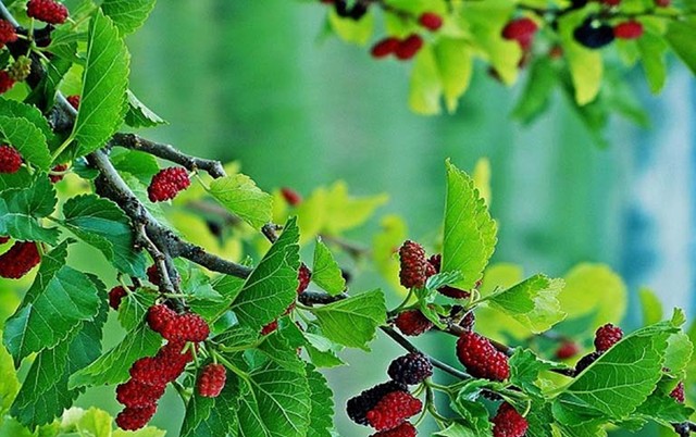 Đừng chỉ ăn quả, lá cây này quý như "nhân sâm"