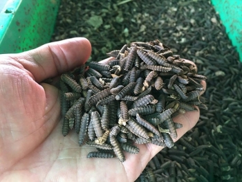 Biến 100 tấn rác mỗi ngày thành tài nguyên: Công nghệ ruồi lính đen lên ngôi