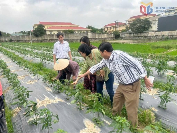 Mô hình nông nghiệp sạch: Sức bật bền vững cho nhiều hợp tác xã tại Quảng Ninh