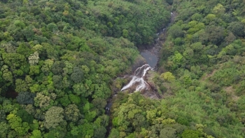 Quảng Trị: Hơn 91 nghìn ha đất rừng được giao cho các doanh nghiệp quản lý năm 2026