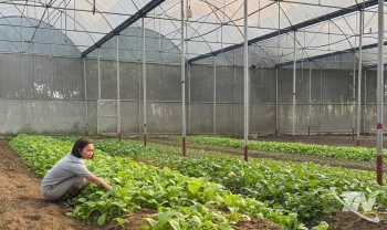 Thái Nguyên: Hơn 320ha cây trồng đạt tiêu chuẩn hữu cơ