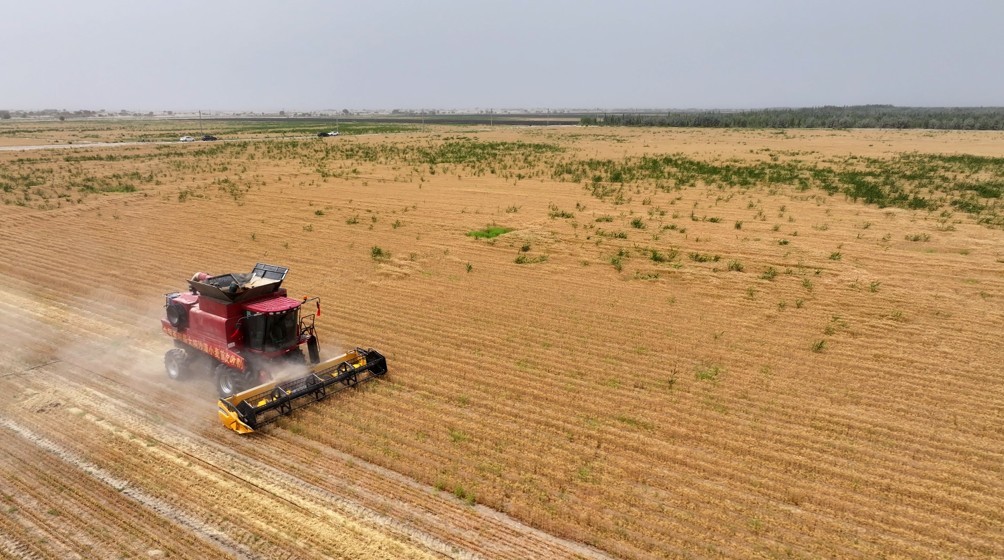Trung Quốc chứng minh mô hình trồng lúa mì trên sa mạc sau hai năm thử nghiệm