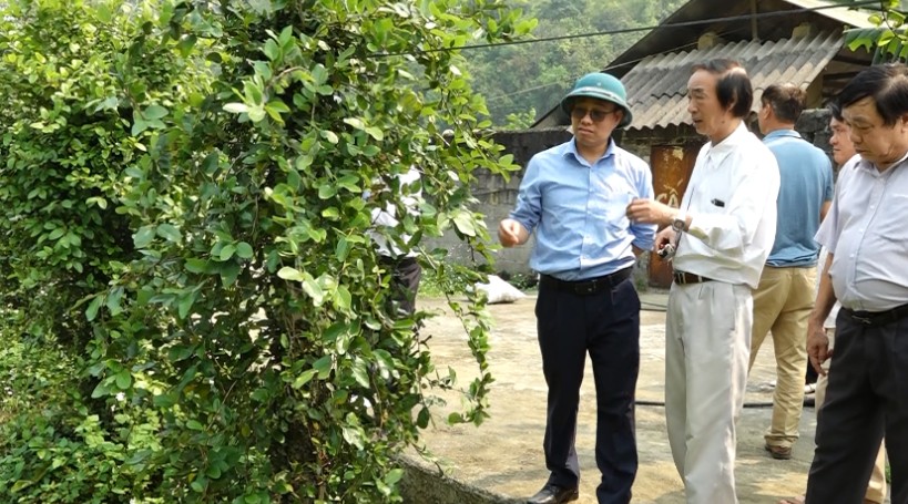 Cao Bằng: Hội nghị đầu bờ nghiên cứu bảo tồn và phát triển nguồn gen cây mác púp