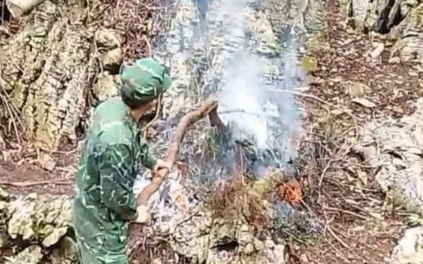 Cao Bằng: Phát hiện, nhổ bỏ và tiêu huỷ 483 cây thuốc phiện