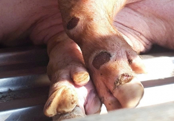 Lâm Đồng chủ động ngăn chặn nguy cơ xâm nhập vi rút LMLM serotype SAT1