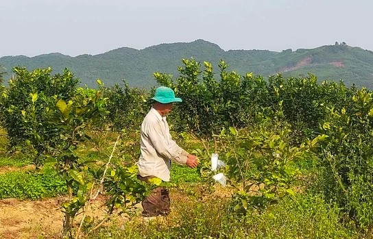 Nông nghiệp hữu cơ trên thế giới và hướng đi của Việt Nam