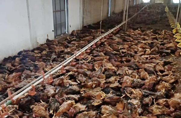 Nghệ An: Xót xa hơn 5.000 con gà bị sốc nhiệt, nằm chết la liệt do chập điện