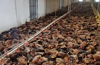 Nghệ An: Xót xa hơn 5.000 con gà bị sốc nhiệt, nằm chết la liệt do chập điện