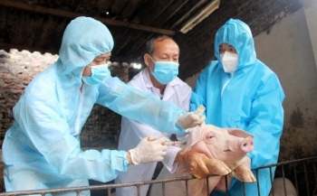Tăng cường giám sát, ngăn chặn nguy cơ lây lan virus lở mồm long móng serotype A