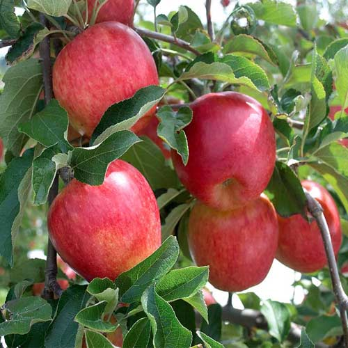 Chấm phá xu hướng phát triển nông nghiệp hữu cơ trên thế giới