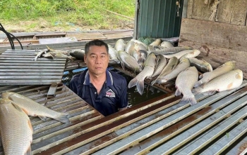 Chưa phát hiện "bất thường” trong vụ cá nuôi lồng chết hàng loạt trên sông Lam
