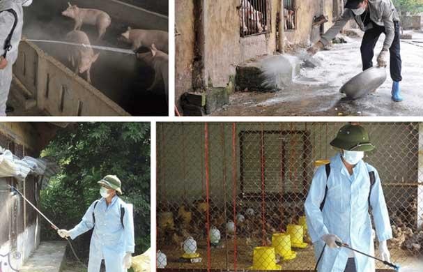 Người tiên phong chăn nuôi lợn sạch theo hướng an toàn sinh học