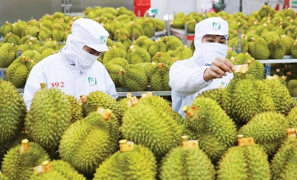 Tăng cường quản lý vật tư nông nghiệp và an toàn thực phẩm