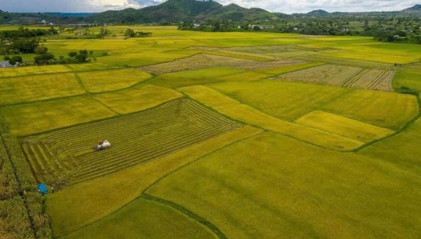 Hành trình hữu cơ và sức hút du lịch canh nông tại cánh đồng lúa Buôn Choáh