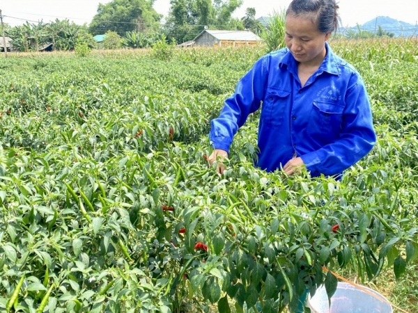 Trồng ớt hữu cơ - Hướng đi hiệu quả nâng cao thu nhập cho người dân