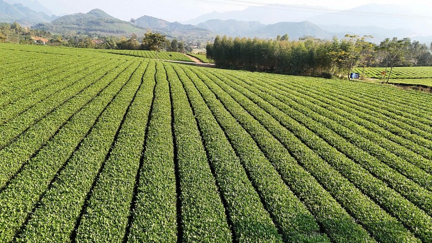Lào Cai: Xây dựng vùng chè tập trung an toàn, chất lượng cao hướng tới thị trường châu Âu