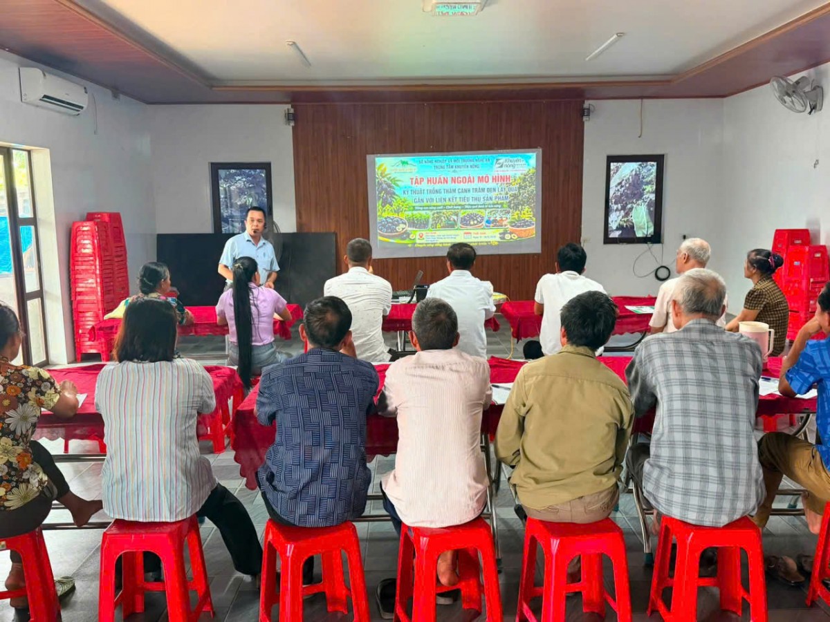 Toàn cảnh lớp tập huấn kỹ thuật trồng thâm canh trám đen lấy quả gắn với liên kết tiêu thụ sản phẩm tại xã Kim Bảng.