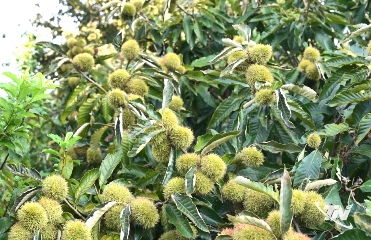 Mùa hạt dẻ Ngân Sơn
