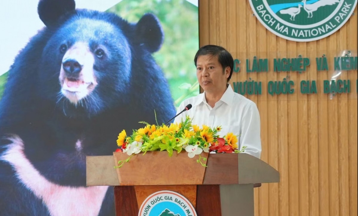 Gấu Millie và hành trình hồi sinh từ “chiếc hộp thời gian”