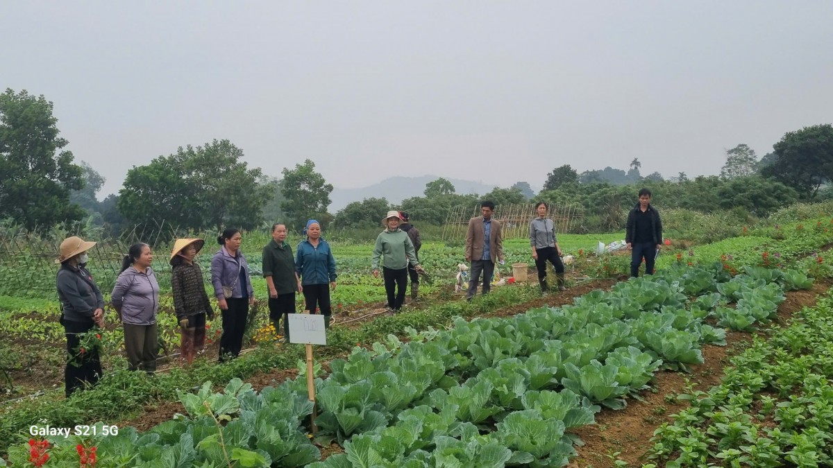 Nhóm rau hữu cơ Trại Hòa trở lại PGS: Niềm tin được khôi phục từ sự đồng hành