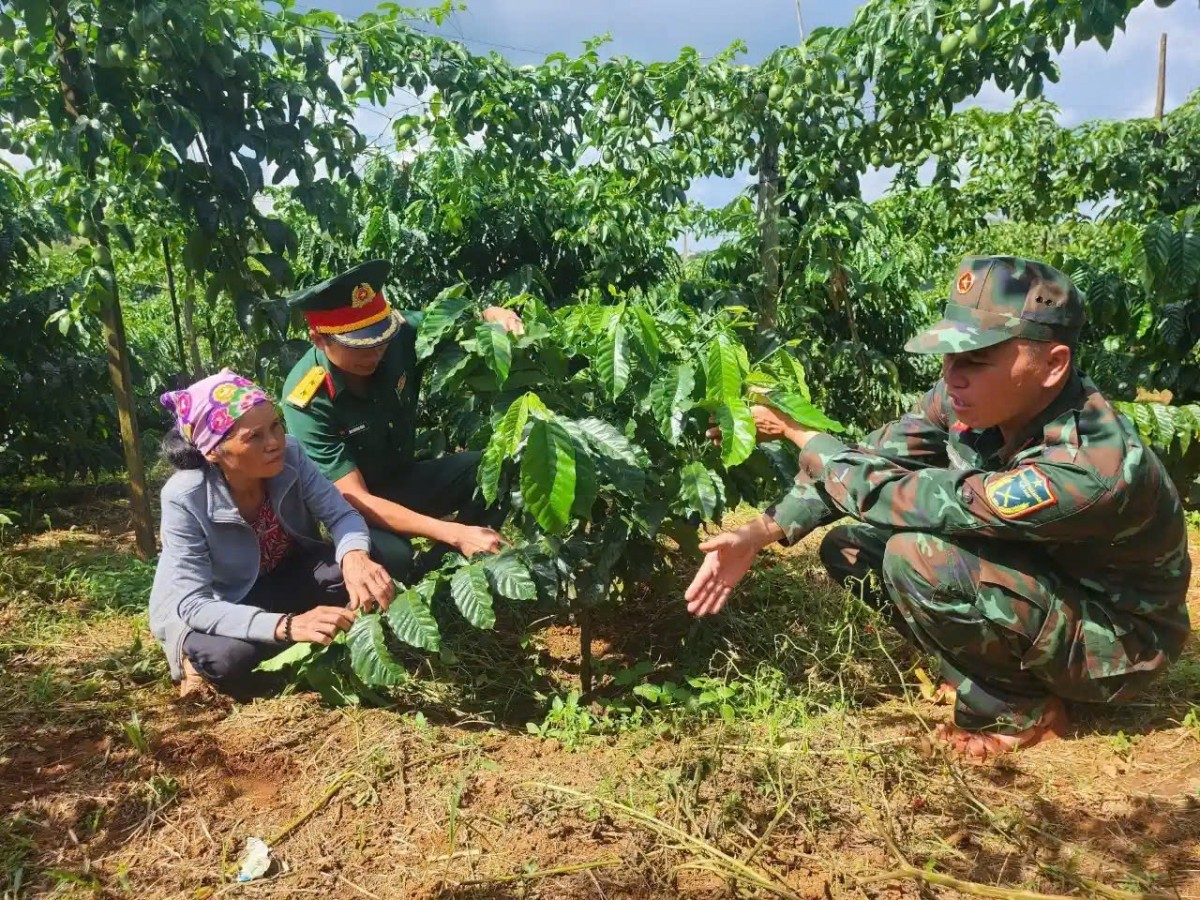 Đắk Lắk phát triển vùng cà phê hữu cơ theo tiêu chuẩn Mỹ và châu Âu hướng đến xuất khẩu